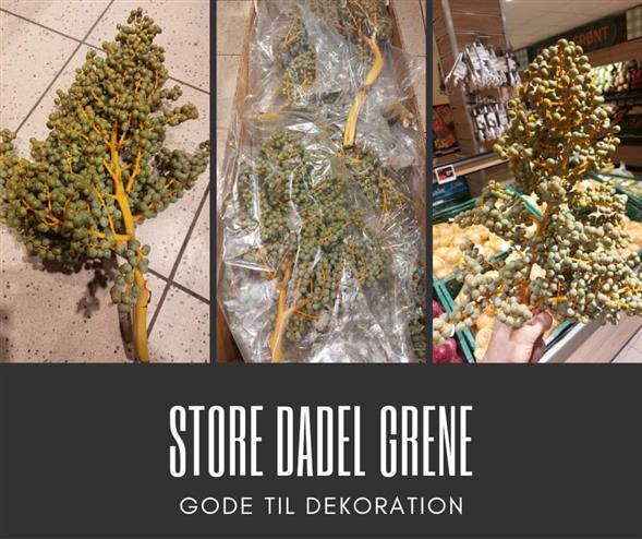 Dadelgrene